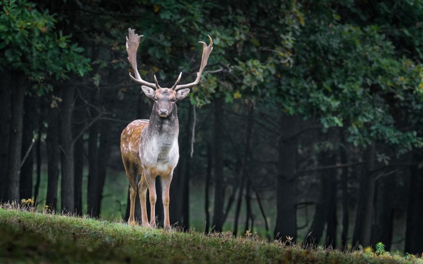 Fallow Buck
